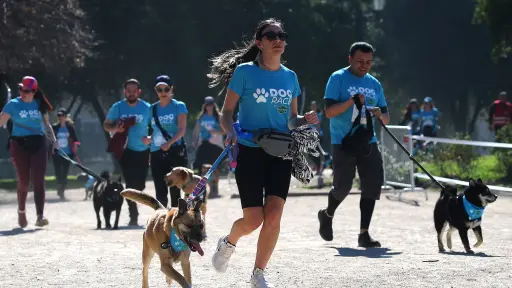 Dog Race, Cedida