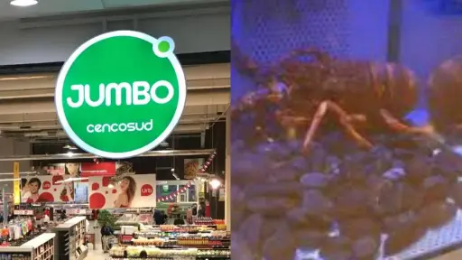 Langostas vivas son exhibidas en Jumbo, Captura