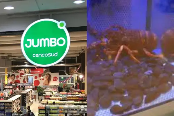 Langostas vivas son exhibidas en Jumbo ,Captura