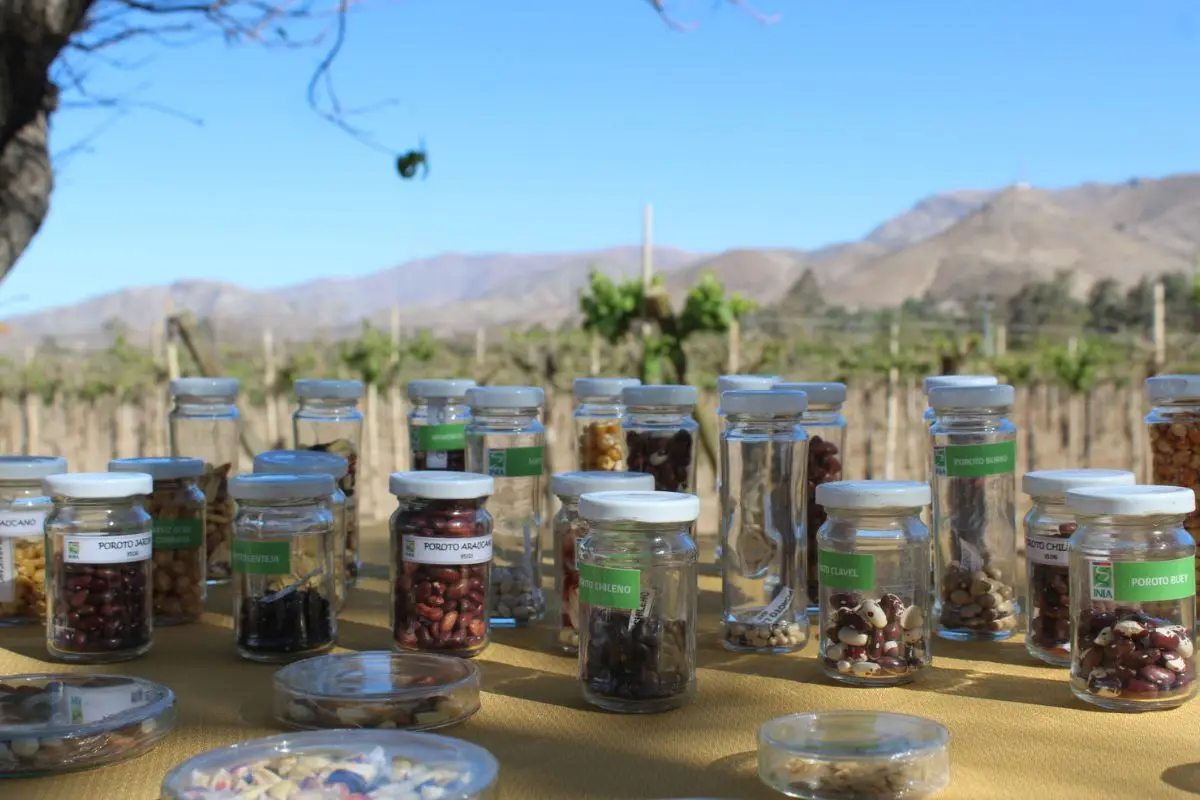 Chile resguarda su biodiversidad agrícola desde el corazón del Valle de Elqui, Cedida