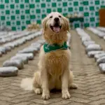 Carabineros de Chile, Cedida