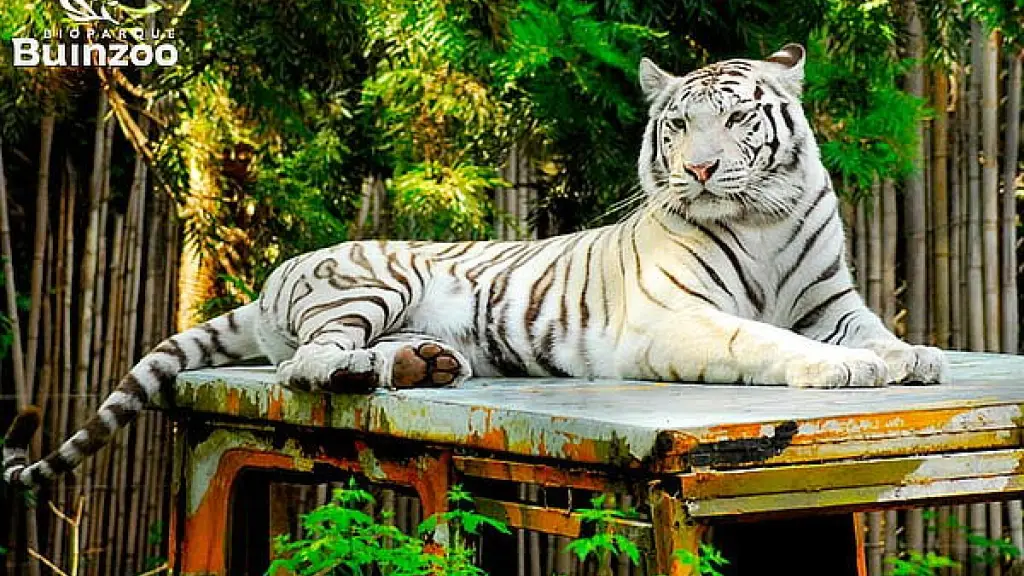    - Tigre de Bengala - Buinzoo
