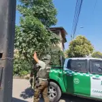 Insólito hallazgo de árbol navideño de marihuana, Redes sociales | Referencial