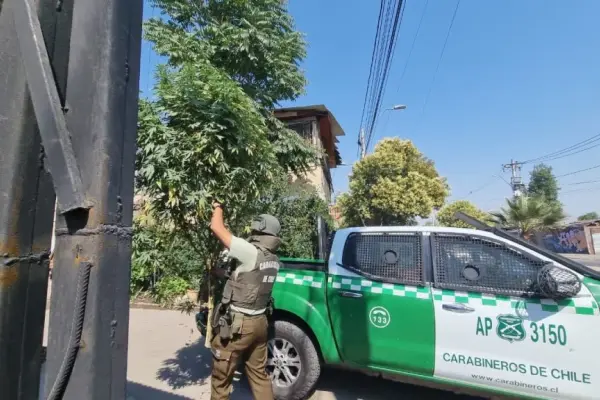 Insólito hallazgo de árbol navideño de marihuana ,Redes sociales | Referencial