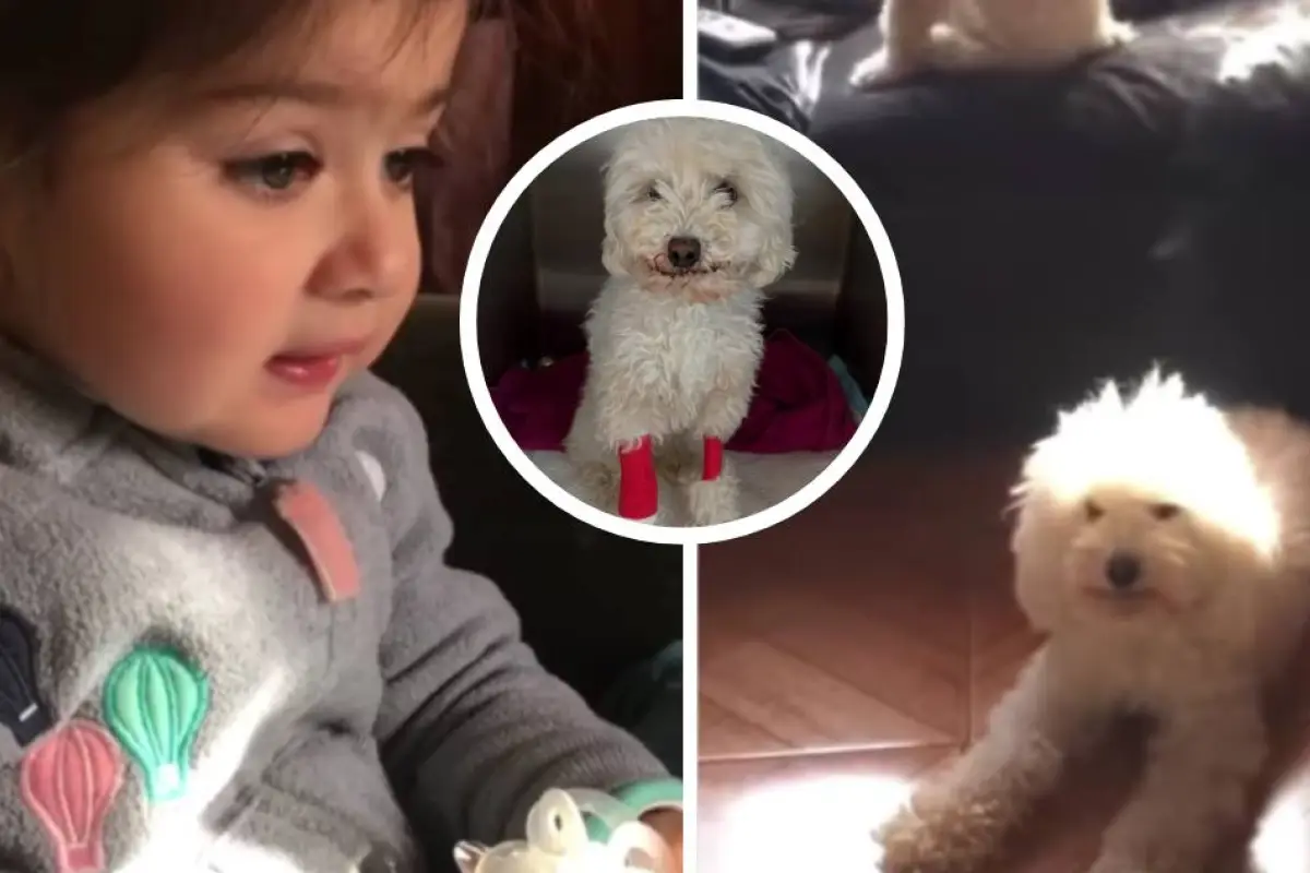 Blanca, la perrita del viral sácala de ahí, lucha por su vida, Redes sociales