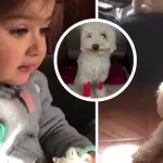 Blanca, la perrita del viral \sácala de ahí\, lucha por su vida, Redes sociales