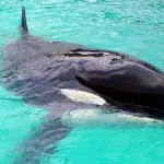 Orca Kshamenk, FAADA (Fundación para el Asesoramiento y Acción en Defensa de los Animales)