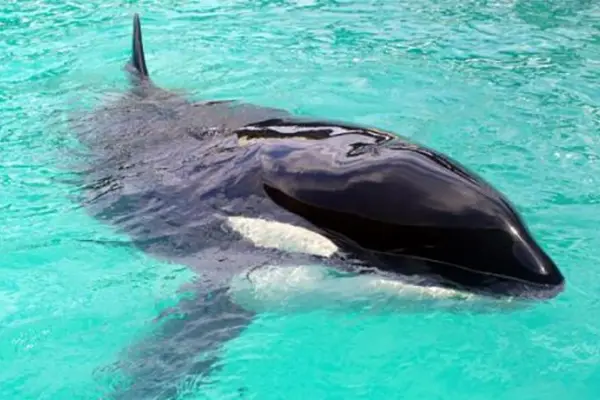 Orca Kshamenk ,FAADA (Fundación para el Asesoramiento y Acción en Defensa de los Animales)