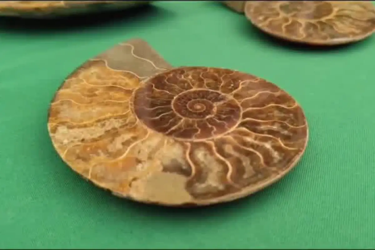   , Fósiles incautados - Carabineros