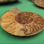   , Fósiles incautados - Carabineros