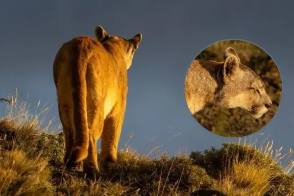 Puma Rupestre ,@Etpic