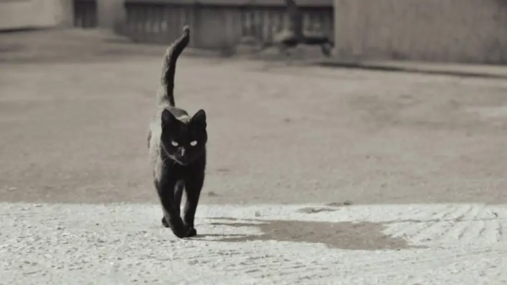   - Gato Negro - Google