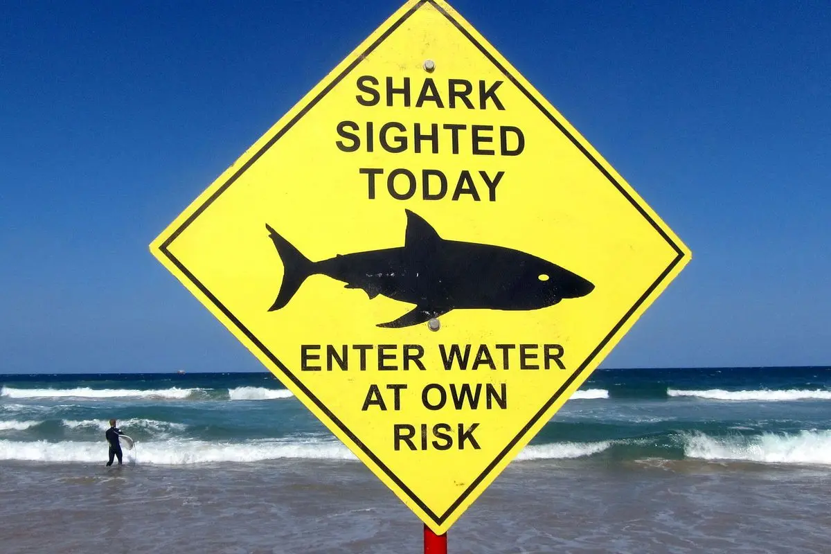  , Aviso de Tiburón-El Confidencial