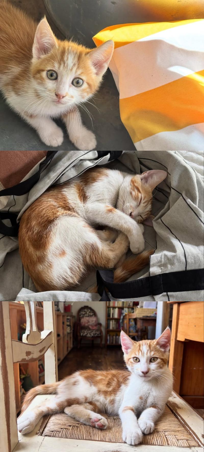 Paola Volpato está de luto por su gatito - Instagram