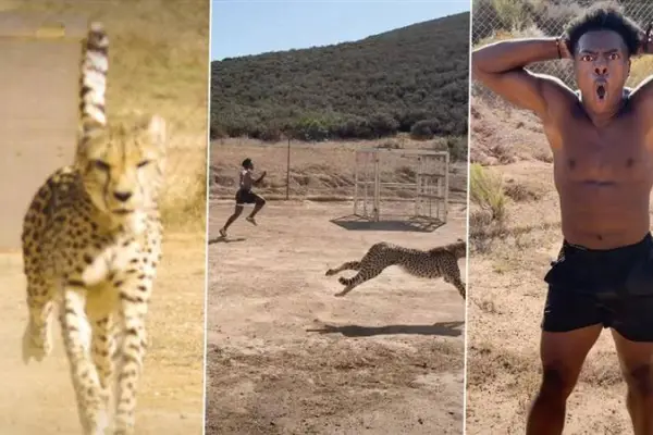 Youtuber Speed con el guepardo ,Uliza links news