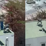 Polluelos fueron lanzados al vacío, Captura