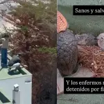 Polluelos fueron rescatados por el SAG, Captura