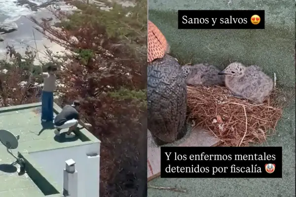 Polluelos fueron rescatados por el SAG ,Captura