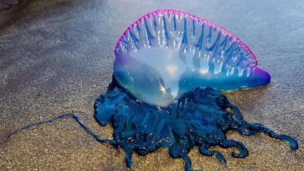    - Fragata Portuguesa - T13