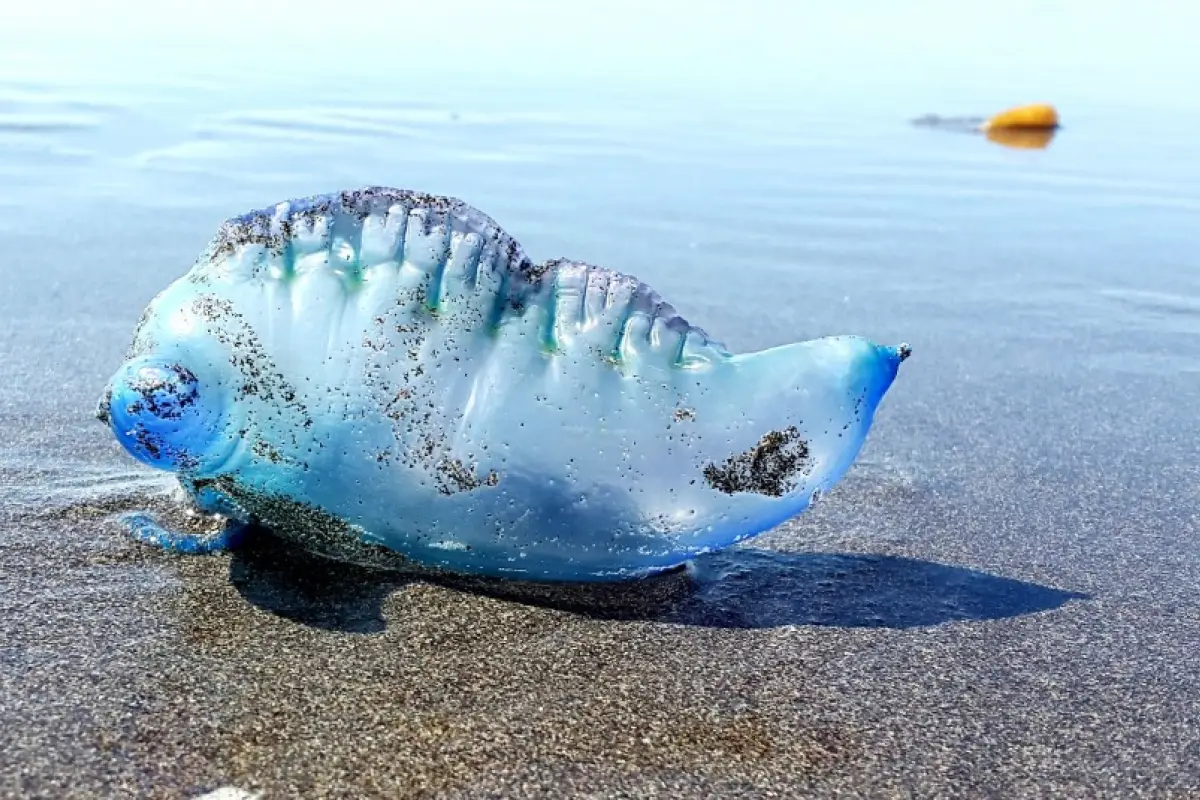   , Fragata Portuguesa - Meganoticias