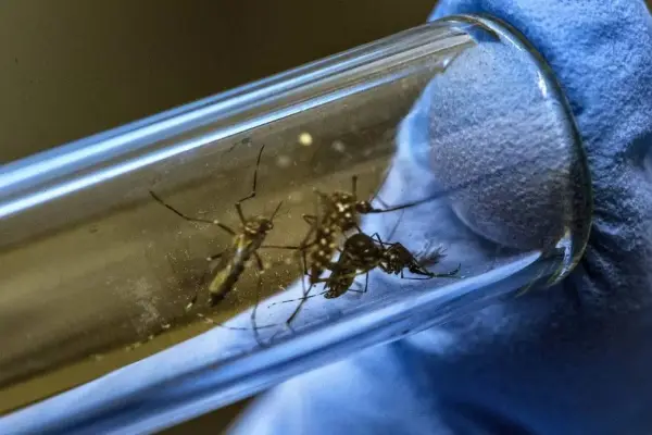 Dengue fue detectado en Aeropuerto de Santiago ,Redes sociales | Referencial