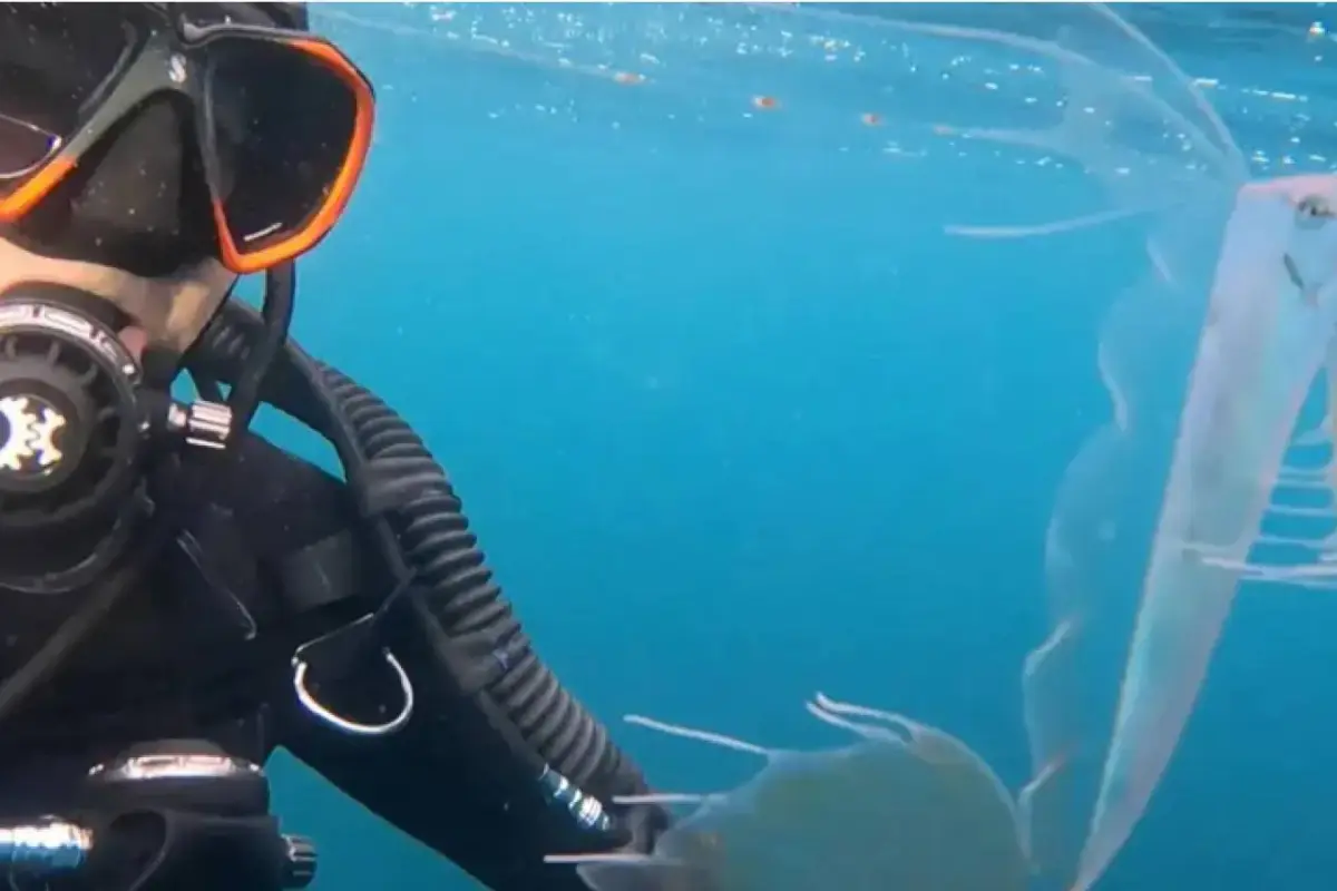 Buceador halla al pez juvenil, Cedida (24horas.cl)