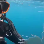 Buceador halla al pez juvenil, Cedida (24horas.cl)