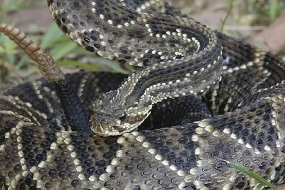 Alarma por serpiente cascabel en San Antonio , Redes sociales | Referencial