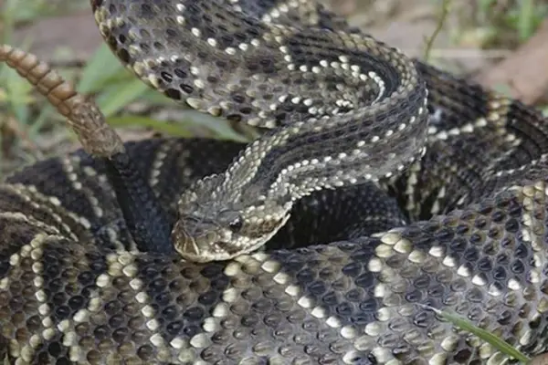 Alarma por serpiente cascabel en San Antonio  ,Redes sociales | Referencial