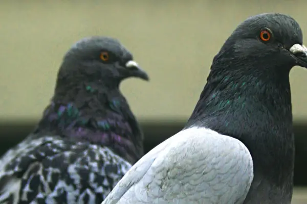 Chips estarían siendo implantados en palomas ,Unsplash