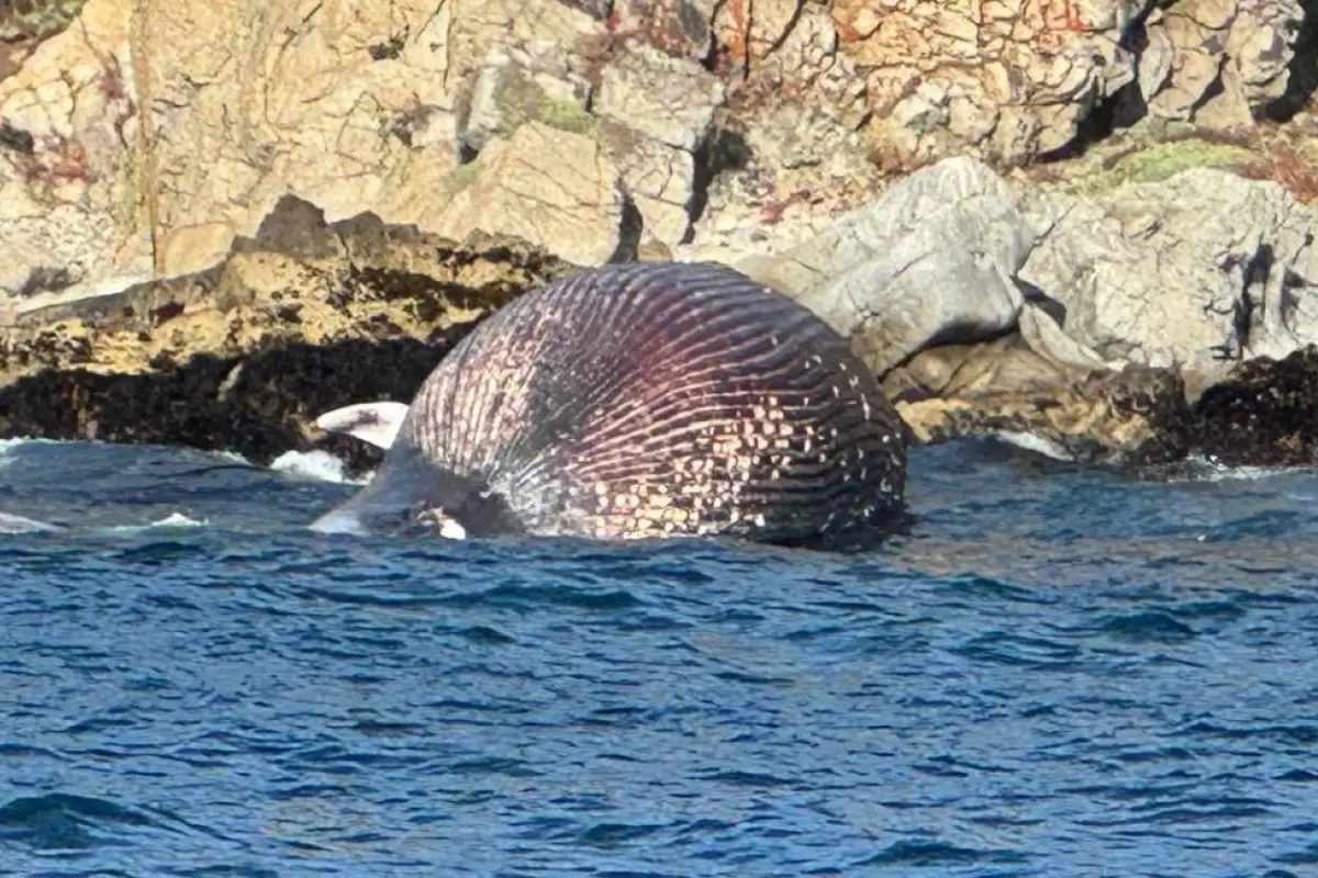 Ballena muerta en playa de Algarrobo, Captura de video | X (Twitter)
