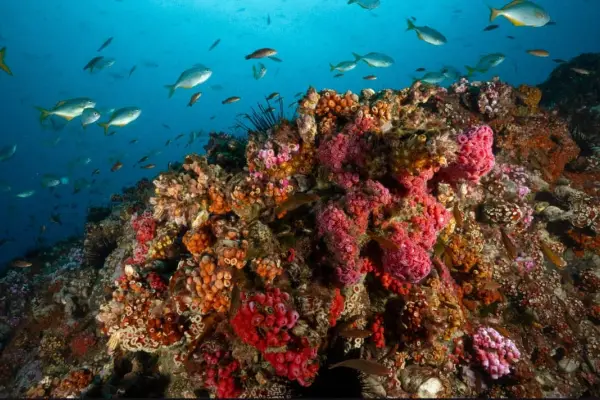 Chile se convierte en el tercer país del planeta con más kilómetros de océanos protegidos ,Cedida