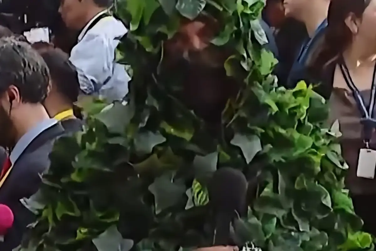 Periodista disfrazado de arbusto , Captura de Instagram / Redes Sociales