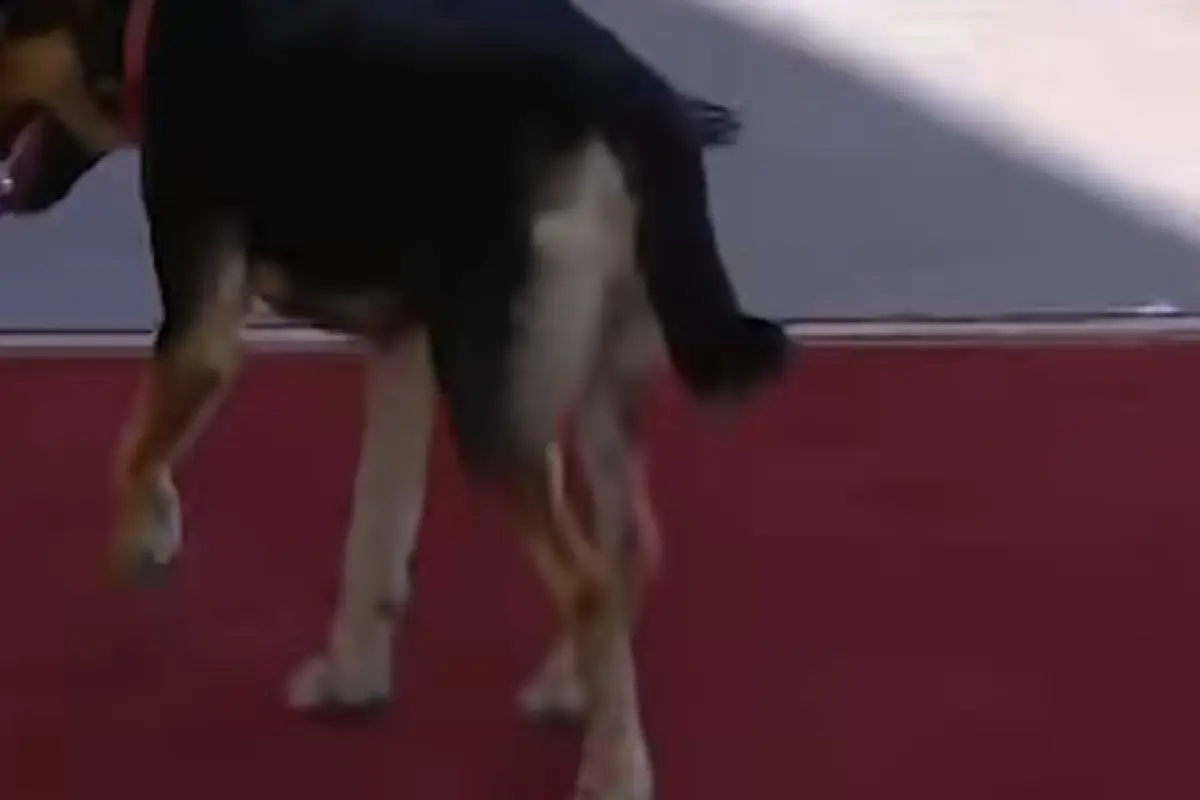 Perrito en la alfombra roja, Captura Instagram / Redes Sociales