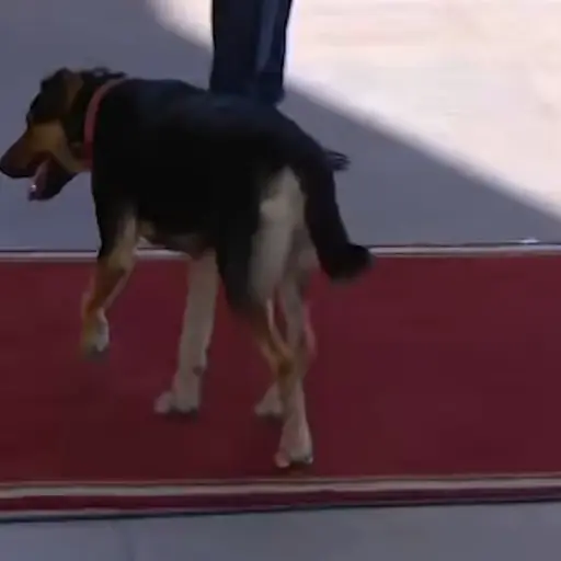 Perrito en la alfombra roja ,Captura Instagram / Redes Sociales