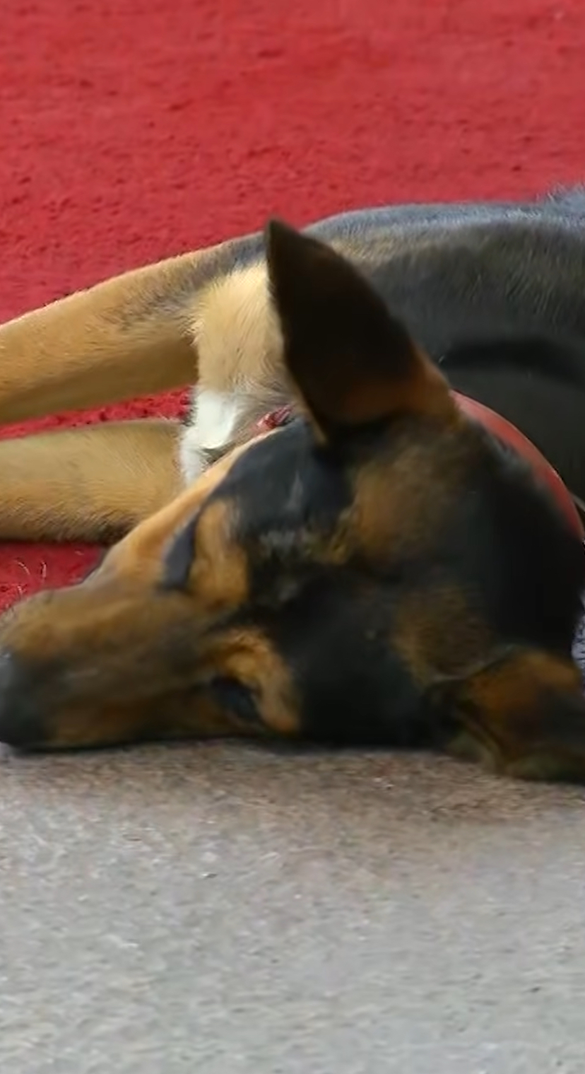 Perrito no se quería ir - Captura de Instagram / Redes Sociales 