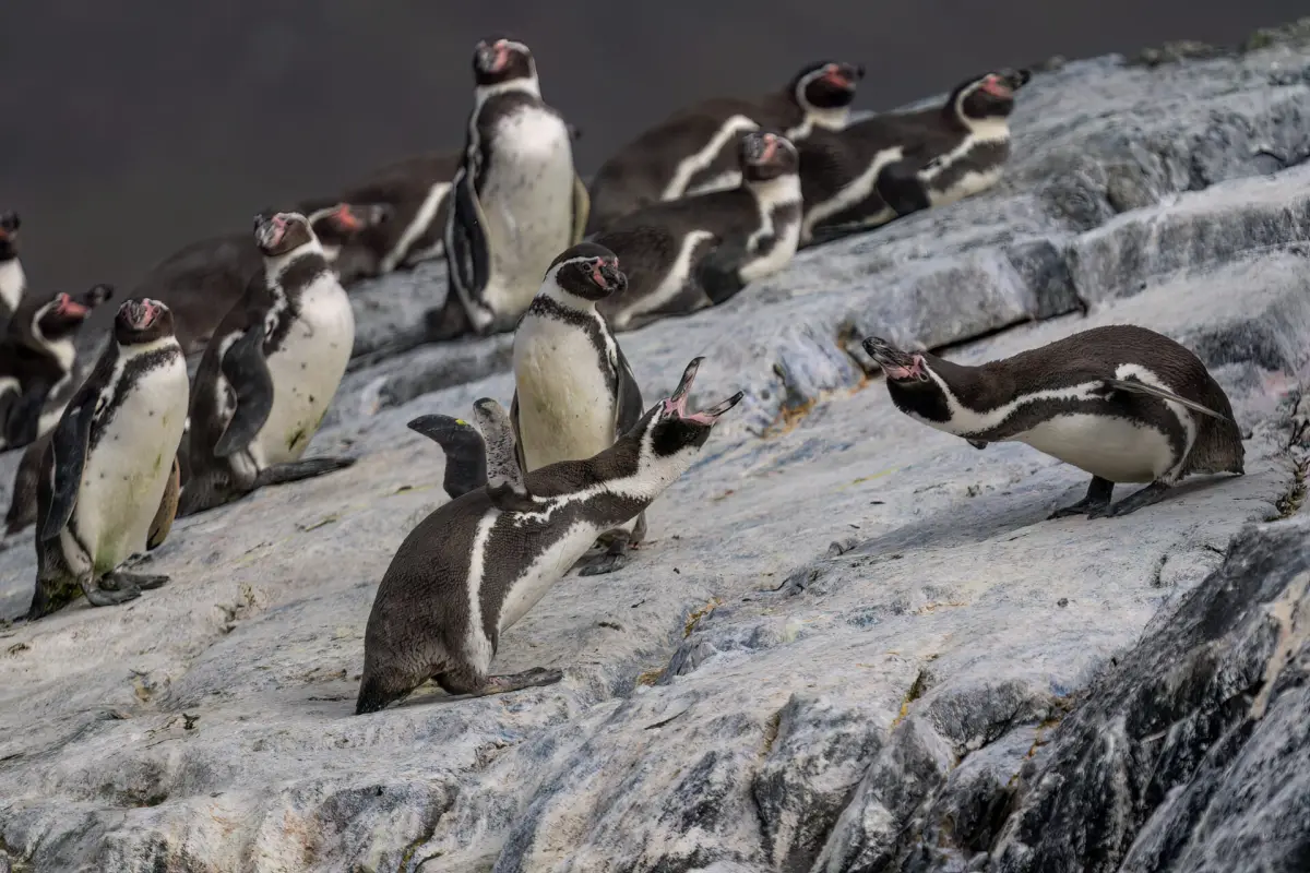 ¿Que pasaría si el pinguino de Humboldt se extingue?, Portal Ladera Sur