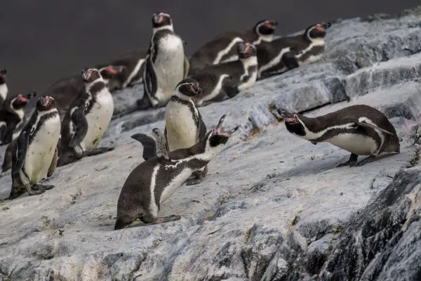 ¿Que pasaría si el pinguino de Humboldt se extingue? ,Portal Ladera Sur