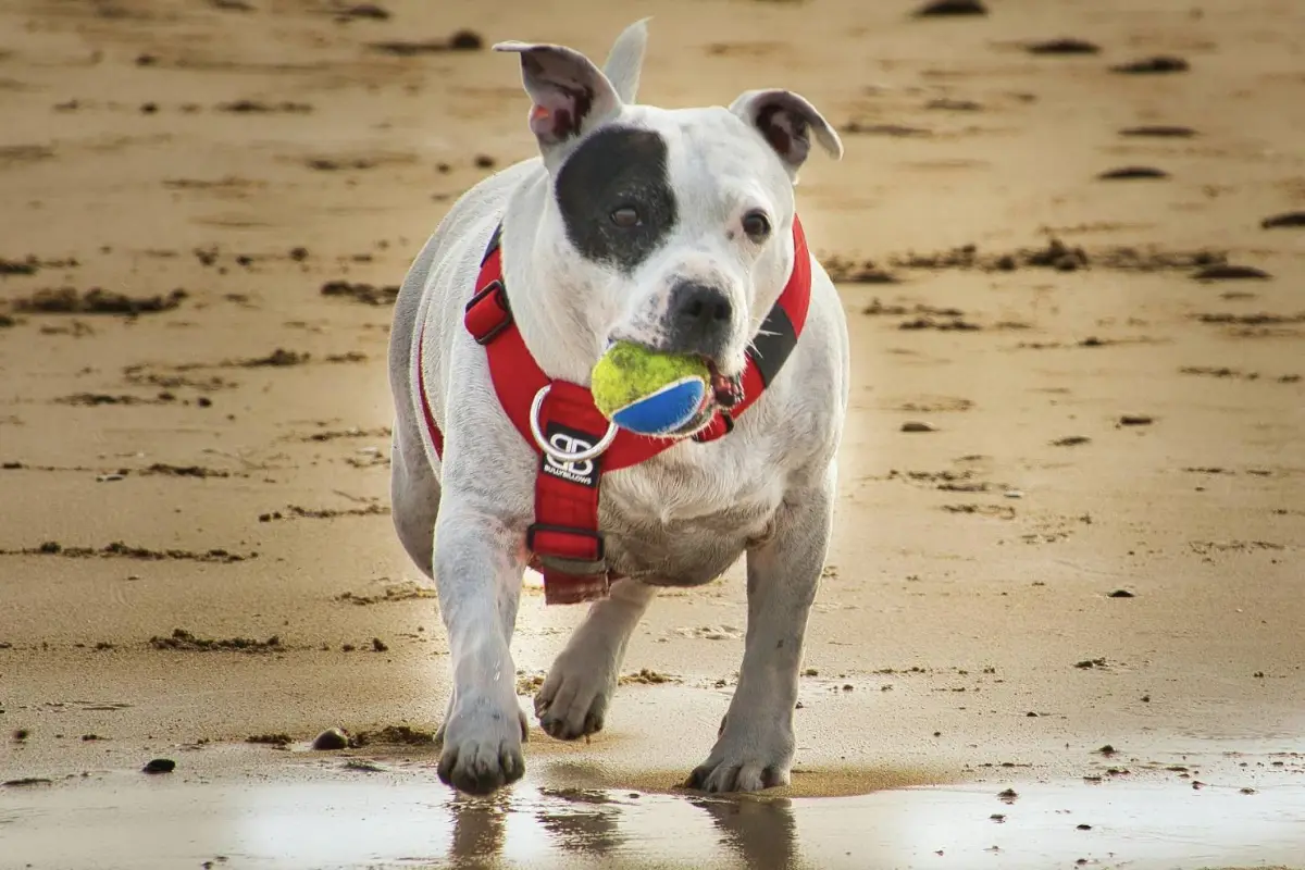 Guau Festival, cedida