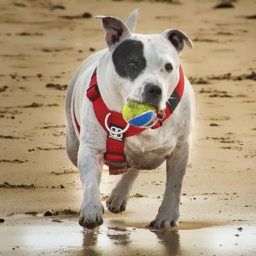 Guau Festival ,cedida