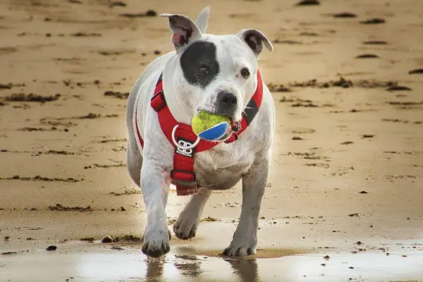 Guau Festival ,cedida