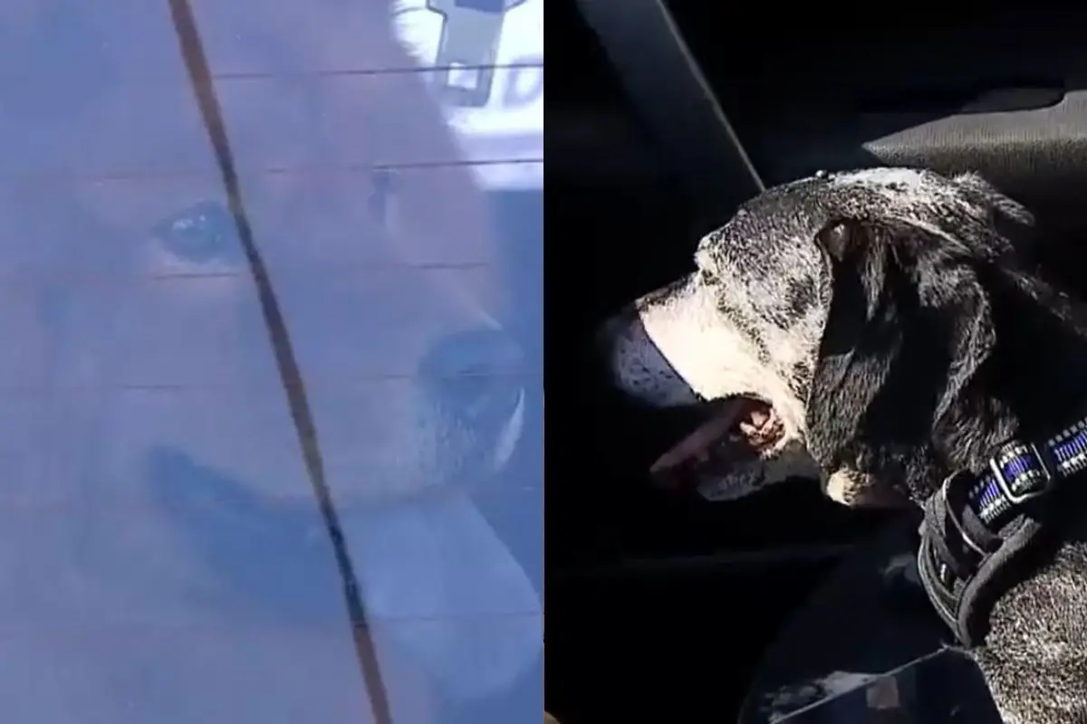 Perros también terminaron en la comisaría, Captura