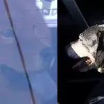 Perros también terminaron en la comisaría, Captura