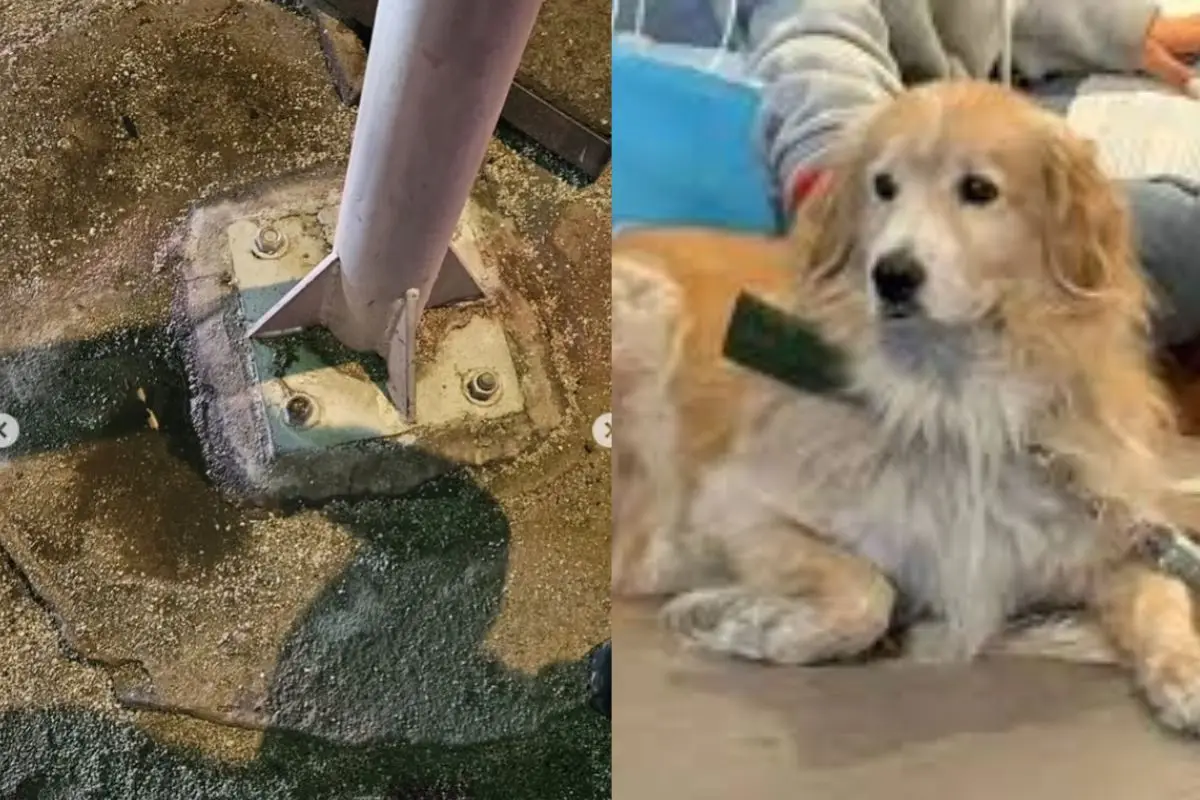 Toby murió electrocutado en Viña del Mar, Instagram