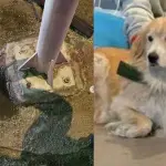 Toby murió electrocutado en Viña del Mar, Instagram