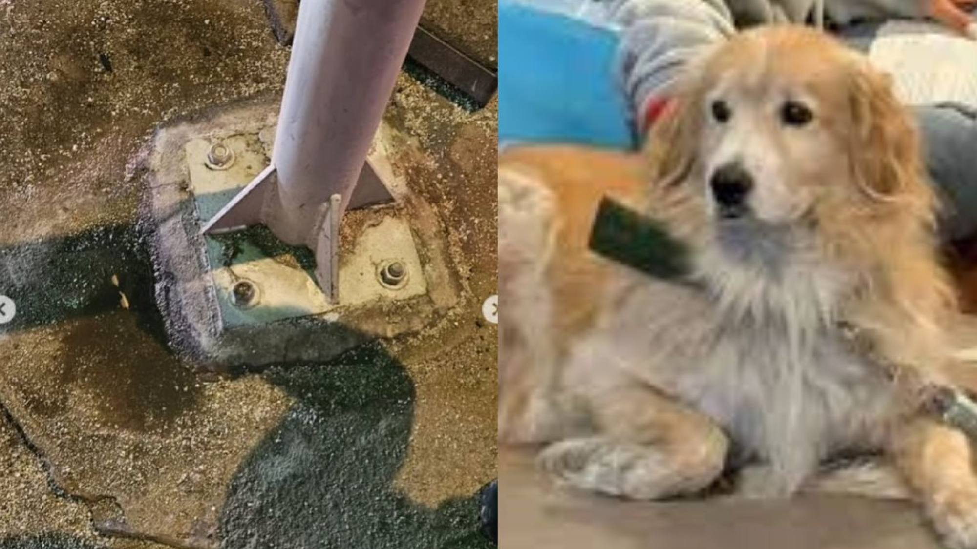 “Escuchamos un chirrido y cayó”: perrito se apoyó en poste y murió tras recibir descarga eléctrica