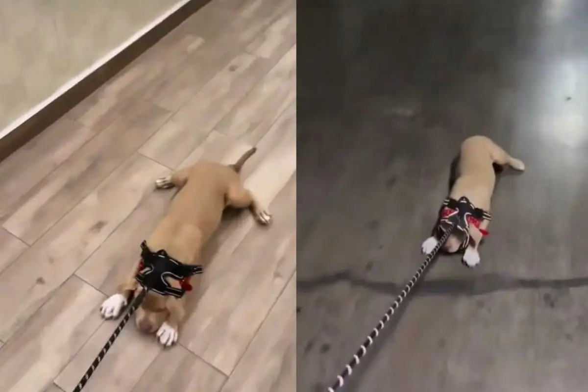 Sammis Reyes arrastró a su perrita, Instagram