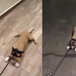 Sammis Reyes arrastró a su perrita, Instagram