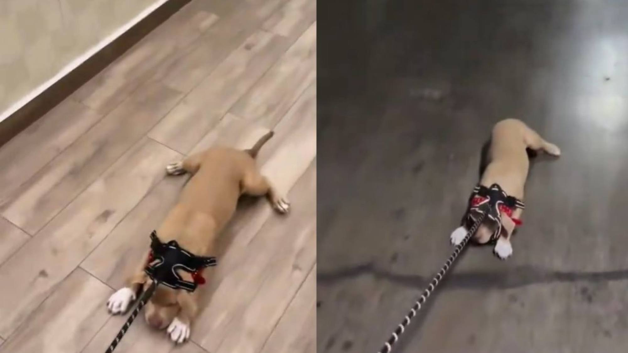 La arrastró por el suelo: Sammis Reyes es acusado de maltrato animal con su perrita Mellie