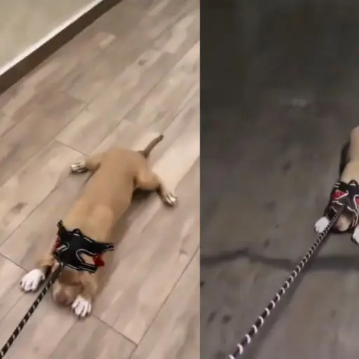 Sammis Reyes arrastró a su perrita ,Instagram